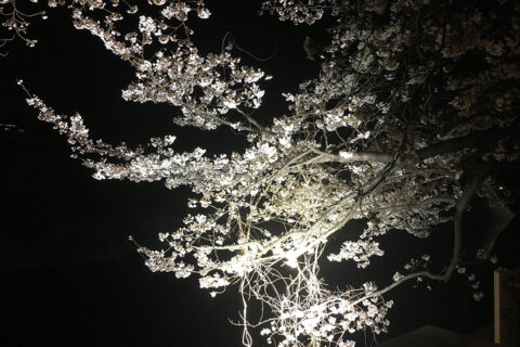 大阪城公園の夜桜